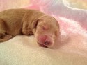 Goldendoodles Born July 23, 2012-For Sale